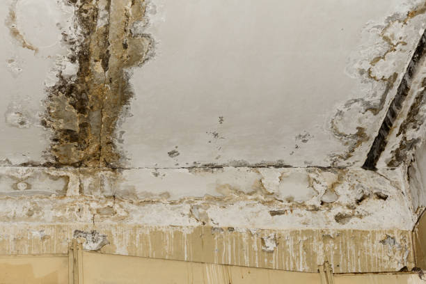 Trusted Bellows Falls, VT Mold Inspection, Removal & Remediation Experts